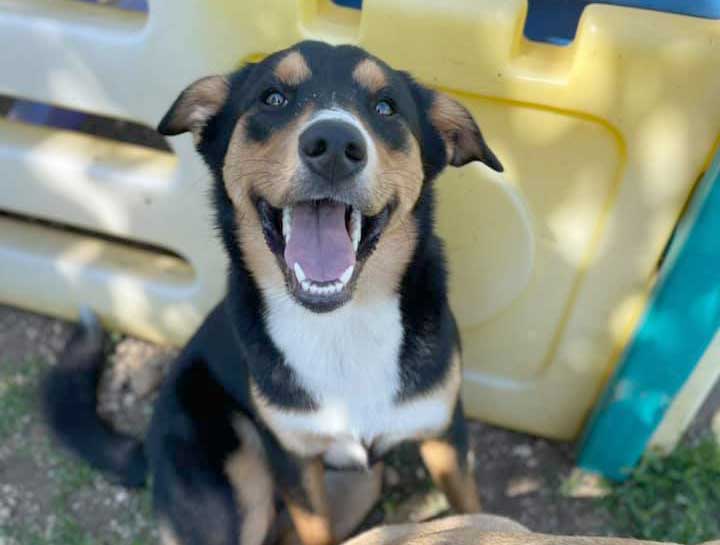 Waukesha Doggie Daycare